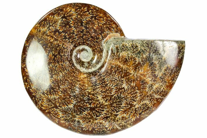 Polished, Agatized Ammonite (Cleoniceras) - Madagascar #104847
